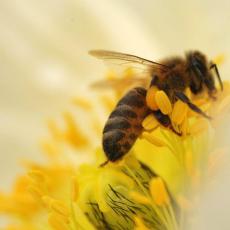 五种蜂蜜的使用，助您美容养颜！